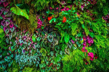 Tropikal ormanın Flora 'sı