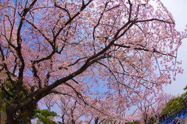 Yokohama Takamichi dağının Sakura görüntüsü