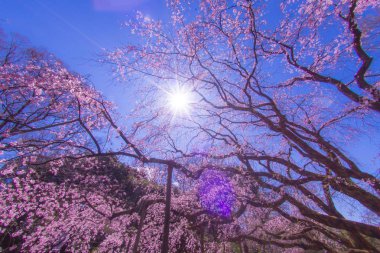 Ağlayan kiraz ağacı ve güneşli mavi gökyüzü