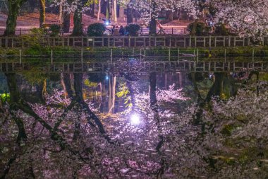 Inokashira Parkının kiraz çiçekleri