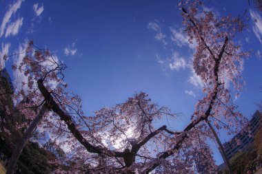 Koishikawa Korakuen Ağlayan kiraz ağacı