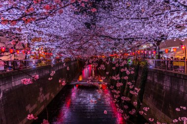 Geceleri Nakameguro Meguro Nehri 'nin kiraz çiçeklerini görmeye gidiyorum.