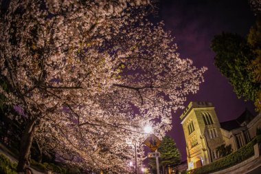 Kiraz çiçekleri ve Motomachi Yokohama şehri tamamen çiçek açmış.