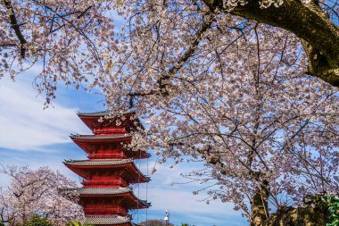 Kiraz ağacı ve beş katlı pagoda çiçekleri.