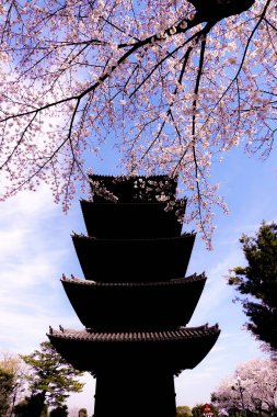 Kiraz ağacı ve beş katlı pagoda çiçekleri.