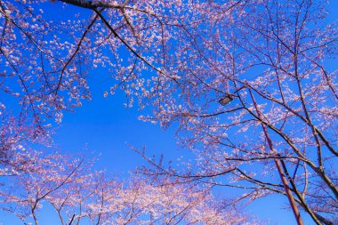 Kiraz ağacı ve güneşli mavi gökyüzü (Chofu Havaalanı)