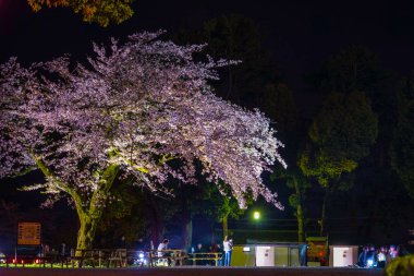 Odawara Kalesi ve kiraz çiçekleri