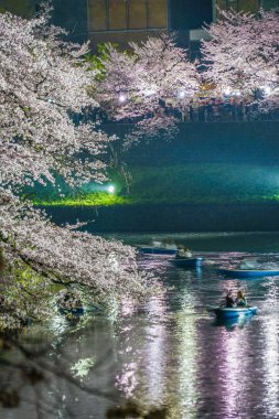 Chidorigafuchi gece kiraz çiçeklerini görmeye gidiyor.