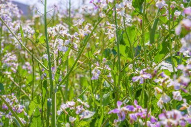 Bahar çiçeği bahçesi resmi