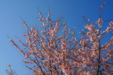 Mavi gökyüzü ve kiraz rengi görüntü