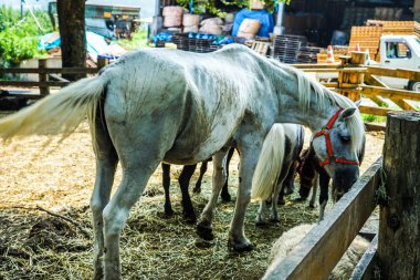 Şirin Çiftlik atı resmi