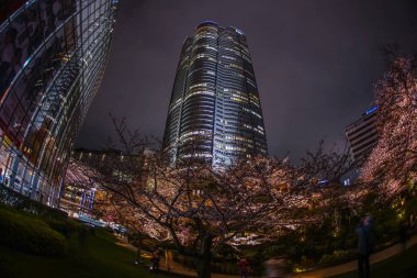 Mohri Bahçesi gece kiraz çiçeklerini görmeye gitmek ve Roppongi Tepeleri