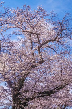 Sumida Park 'ından Sakura.