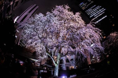 Shinjuku gökdelenleri ve kiraz yazıları