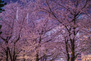 Kiraz çiçekleriyle dolu ve gece görüşünün Minato Mirai 'si