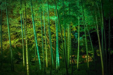 Rikugien 'de gece bambusu