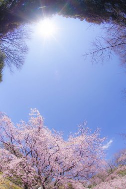 Ağlayan kiraz ağacı ve güneşli mavi gökyüzü