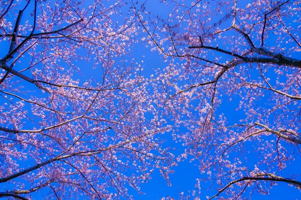 Floração Completa Cerejeira Céu Azul Ensolarado Aeroporto Chofu — Fotografia de Stock