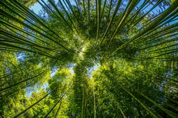 Sun Peek Bamboo Grove — Stock Photo, Image