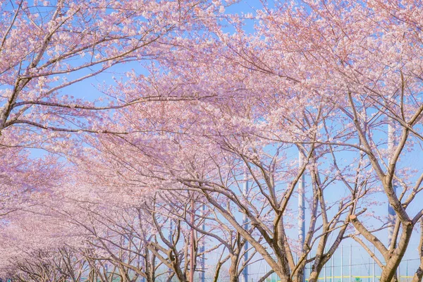 Cseresznyefa Teljes Virágzása Napos Kék Chofu Repülőtér — Stock Fotó
