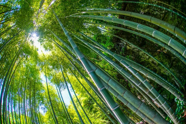 Słońce Zerka Bambusowego Gaju — Zdjęcie stockowe