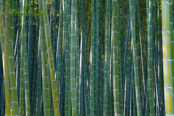 Kyoto Arashiyama Foresta Bambù — Foto Stock