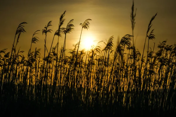 Campos Hierba Pampas Japonesas Sol — Foto de Stock