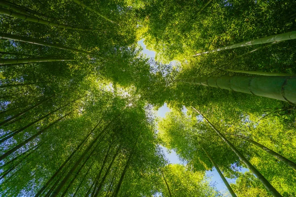 Sluneční Pohled Bambusového Háje — Stock fotografie