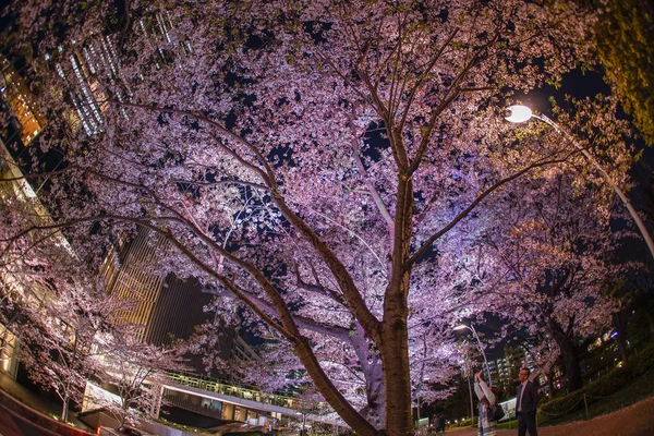 Sakura Tokyo Midtown — Photo