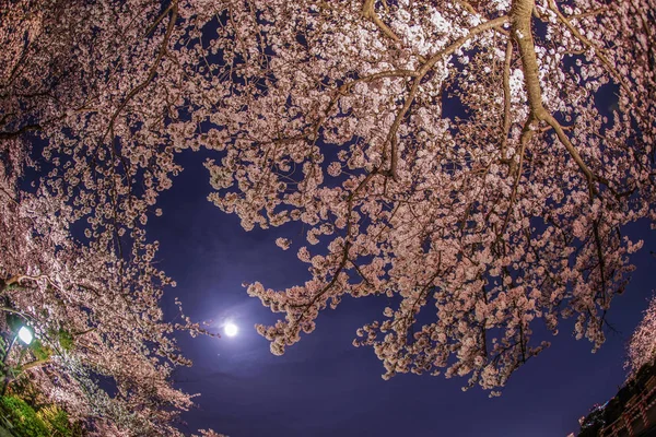 A去看夜晚和月亮上的樱花 — 图库照片