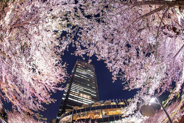 樱花和东京市中心 — 图库照片