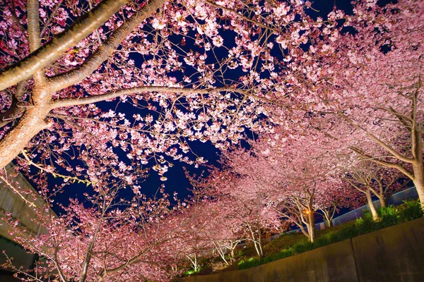 Sakura Kawazu Miurakaigan — Foto Stock