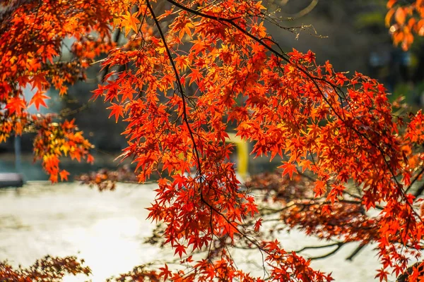Herbstblätter Des Inokashira Park Inokashira Park — Stockfoto