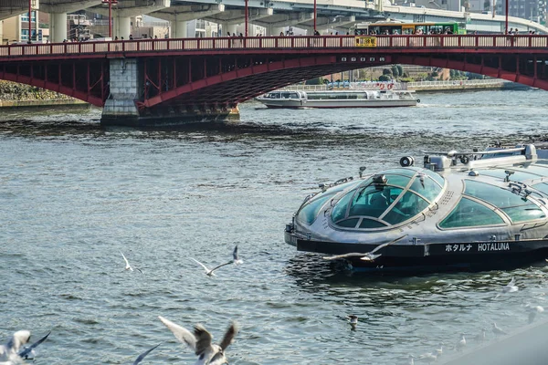 Sumida River Bateau Plaisance Une Mouette — Photo