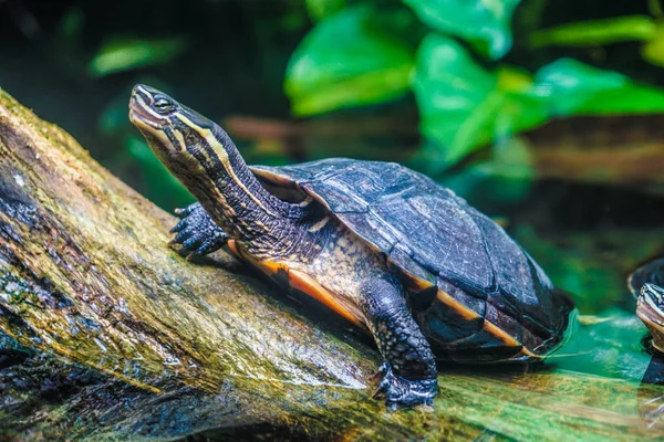 Image Floride Rouge Ventre Cooter — Photo