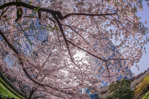 Pełny Kwiat Wiśni Wzgórz Roppongi — Zdjęcie stockowe