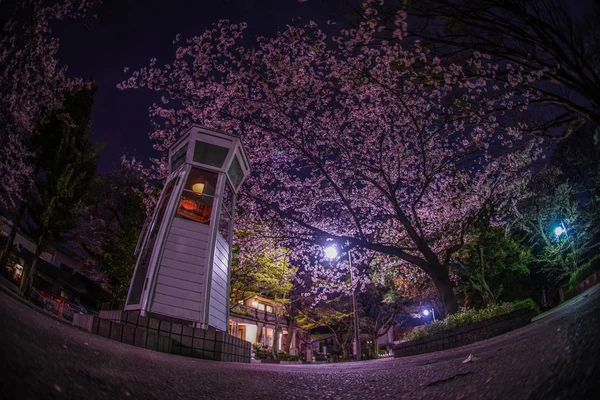 Kiraz Çiçekleri Yokohama Motomachi Telefon Kulübesi — Stok fotoğraf