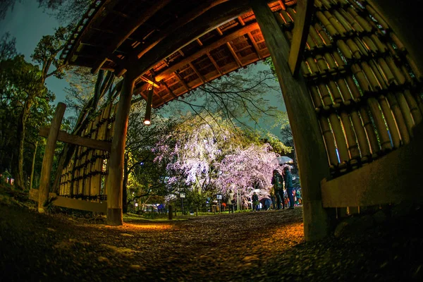 Huilende Kersenboom Volle Bloei Van Rikugien — Stockfoto