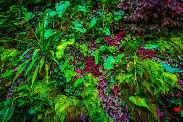 Flora Selva Tropical — Fotografia de Stock