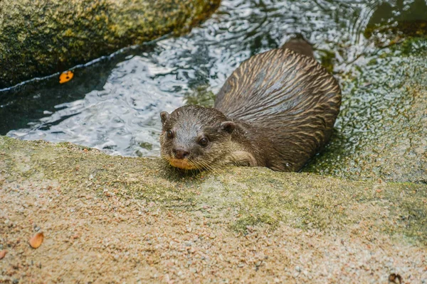 Linda Imagen Oriental Nutria Pequeñas Garras —  Fotos de Stock