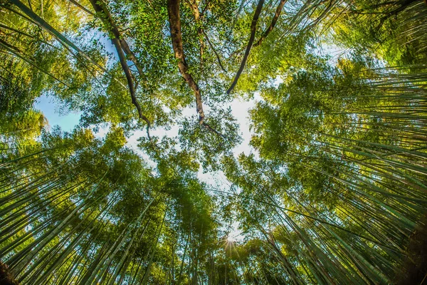 Quioto Arashiyama Floresta Bambu — Fotografia de Stock