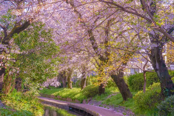 Sakura Dvouměsíční Teritoriální Vody Shukugawara Tsutsumi Cherry Trees — Stock fotografie