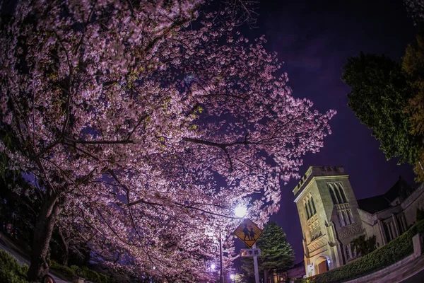 Flores Cereja Paisagem Urbana Motomachi Yokohama Plena Floração — Fotografia de Stock