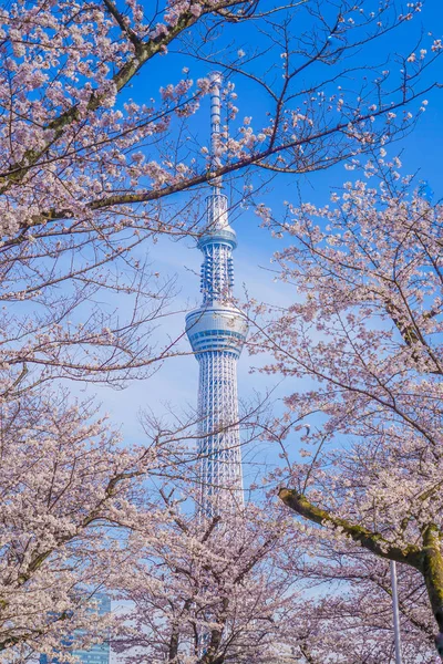Tokyo Gökyüzü Ağacı Kiraz — Stok fotoğraf
