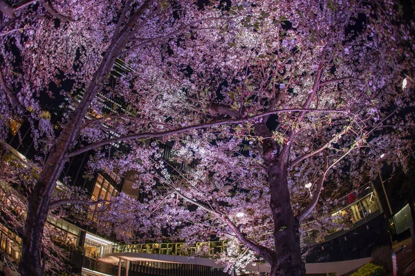 Sakura and Tokyo Midtown
