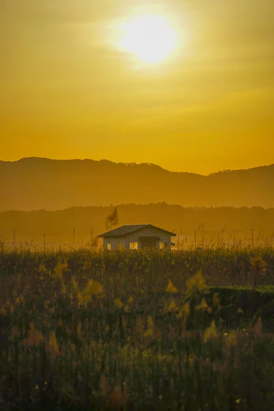 Japonská Pampas Tráva Pole Slunce Dům — Stock fotografie