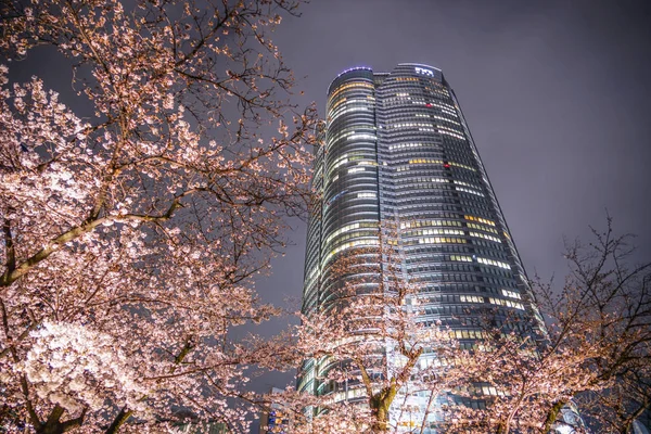 Mohri Garden Going See Cherry Blossoms Night Roppongi Hills — Stock fotografie