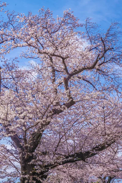 Sakura Parque Sumida — Fotografia de Stock