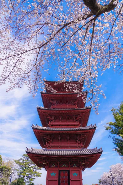 Full Blomning Körsbärsträdet Och Femvåningspagoden — Stockfoto