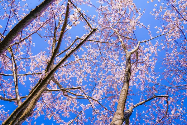 Full Bloom Cherry Tree Sunny Blue Sky Chofu Airport — Stock Photo, Image